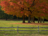 Sugar Maple Trees in a Fenced in Field