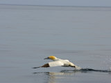 Northern Gannet Gliding Above Cape Cod Bay