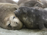 Elephant Seal Cow and Pup Resting on a Beach