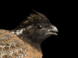Endangered Masked Bobwhite Quail