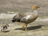 Upland  Magellan Goose and it's Goslings