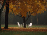 Three Welcoming Rocking Chairs under an Autumn-Hued Maple Tree