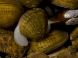 Federally-Endangered Freshwater Mussels