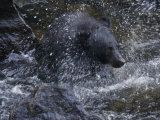Black Bear Shakes Water Off Head and Feeds on Salmon in Anan Creek