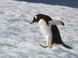 Gentoo Penguin Walking in Snow