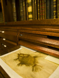 Books and Fish Print in the Library of Carl Linnaeus