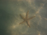 Sea Star Sits on the Ocean Floor
