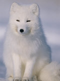 Portrait of an Arctic Fox in Winter Coat