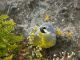 Black-Throated Finch Foraging Among Blooming Wildflowers