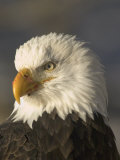 Adult Bald Eagle