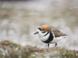 Two-Banded Plover with Eyes Shut Against Blowing Snow