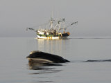 North Atlantic Right Whale Skim Feeding in Cape Cod Bay