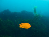 Bright Orange Garibaldi Swimming over Kelp Beds