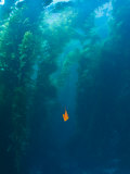 Garibaldi Fish in Giant Kelp Underwater