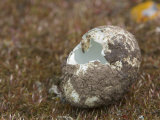 Empty Gentoo Penguin Egg Shell
