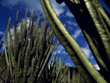 Cactus Forest in the Oaxacan Highlands
