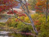 Soft Maple Tree at Long Pond in the Fall
