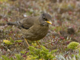 Austral Thrush Foraging Through Mosses for an Insect Meal