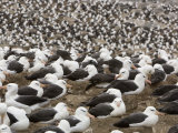 Thousands of Black-Browed Albatrosses Nesting at a Rookery