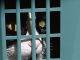 Long-Haired Black and White Pet Cat Looks Through Laundry Basket