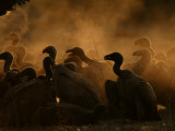 White Backed Vultures (Gyps Africanus) Feeding on Carcass