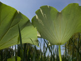 View of the Underside of Lotus Water Lily Plant Leaves