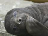Elephant Seal Pup Resting on a Beach