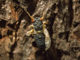 17-Year Cicada  Brood-X Resting on Tree Bark