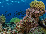 School of Fish Swimming over Coral Reef