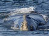 North Atlantic Right Whale in the Bay of Fundy