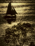 Sailboat  a Tree and Sparkling Water on the Chester River