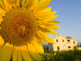 Sunflower Near a Countryside Hotel Outside the City of Chefchaouen