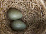 Bird's Nest in Hellemoboten
