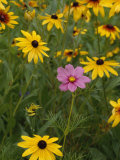 Single Purple Flower Stands Among a Group of Black-Eyed Susans