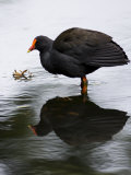 Portrait of a Gallinule Standing in Water