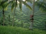 Bahasa Scales a Tree to Pick Coconuts in the Rice Terraces of Ceking