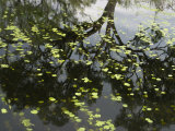 Leaves Floating on Water