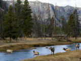 Elk in Yellowstone National Park Crossing the Madison River