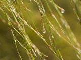 Water Droplets on Grass