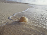 Waves Approach an Endangered Green Sea Turtle Egg Exposed on a Beach