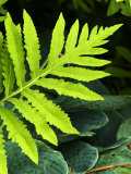 Close-up of Foliage in a Summer Garden