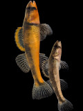 Pair of Slackwater Darter Fish at Conservation Fisheries