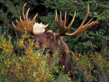 Bull Moose  Alces Alces  Feeding on Willows