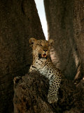 Leopard  Panthera Pardus  Resting in a Baobab Tree