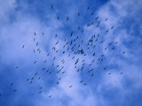 Flock of Crows Fly over the Grand Canyon