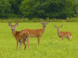 White-Tailed Deer in Cades Cove