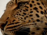 Close-up of a Leopard (Panthera Pardus)