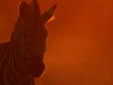 Portrait of a Zebra (Equus Burchelli)