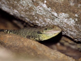 Australian Eastern Water Dragon on a Granite Escarpment