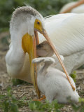American White Pelican Feeding its Chick